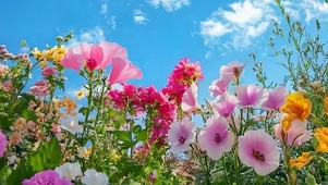 白云花草树木带鱼屏