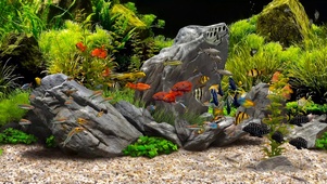 梦想水族馆