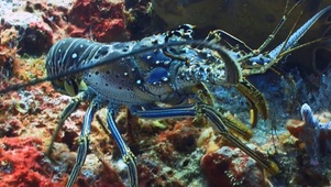 海底缤纷世界高清横版-蓝色龙虾