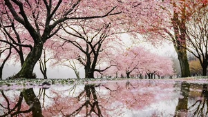 春雨樱花