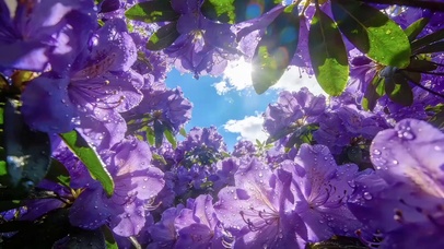 风花恋·