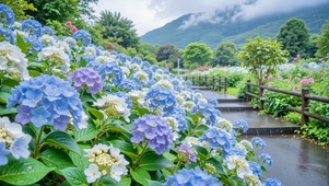 护眼雨天绣球花