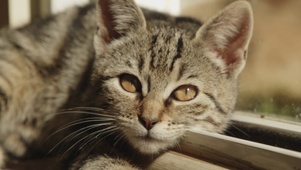 可爱萌宠猫咪