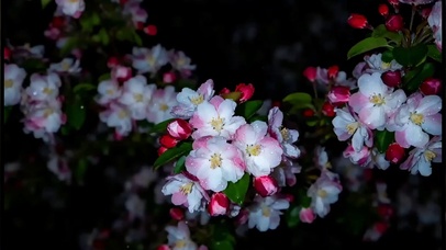 海棠花花语我很想你