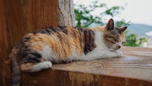 4k可爱小猫咪