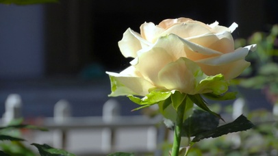 4K花园金色玫瑰花花朵唯美