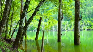 护眼绿林湖