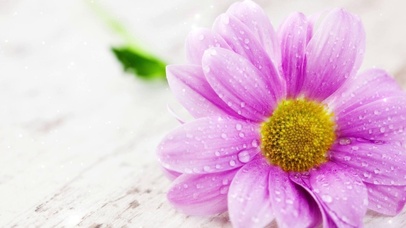 清新养眼唯美花卉