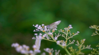 蝴蝶在花丛中飞舞