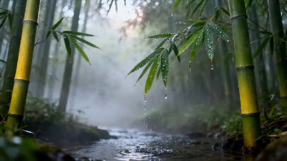  翡翠竹林-晨雾光晕