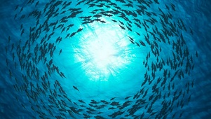 海底鱼世界