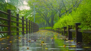 雨天绿林木板路 