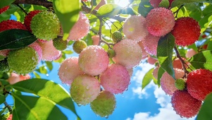荔枝
