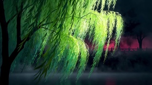唯美的垂柳