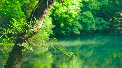 4K夏日养眼自然绿意
