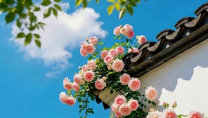 屋檐下月季花