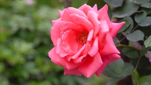 4K花卉花朵粉红色月季花