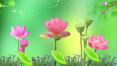 美丽红荷 