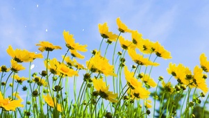 大花金鸡菊