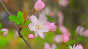 小清新海棠花