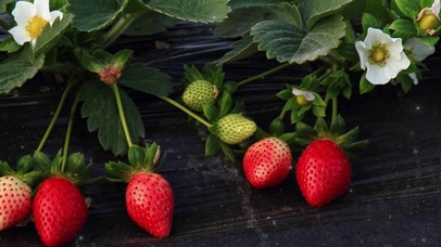 香甜草莓