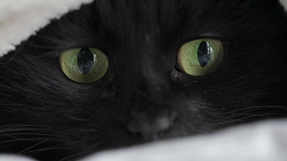 被子里的绿眼猫