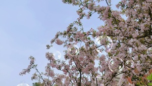 粉色花海