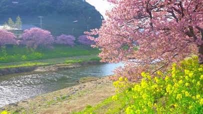 河畔樱花随风飘