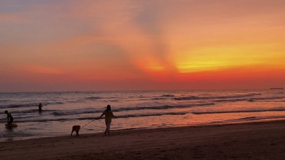 傍晚狗狗海边散步