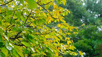 雨中秋叶