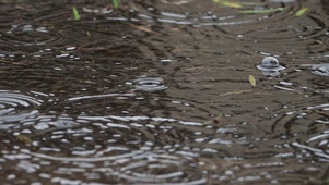 【雨滴专题】淅沥淅沥