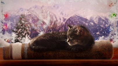 下雪的猫