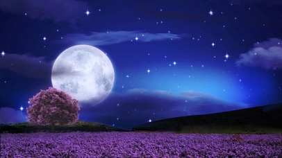 唯美薰衣草夜景