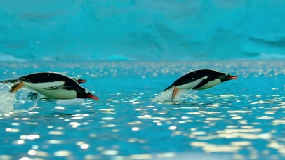 南极企鹅 跃水而出