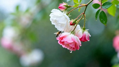 护眼花朵树木
