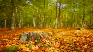 幽静秋天树林落叶