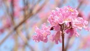 粉色迎春花