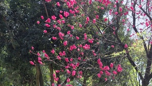 春天桃花盛开红色桃花