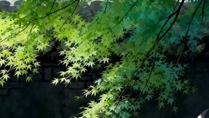 护眼绿景带鱼屏