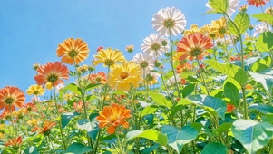 蓝天下护眼彩色小花