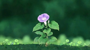 清新喇叭花