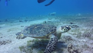 海龟漫游