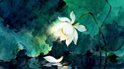 绿叶从白色荷花