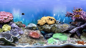 4k珊瑚水族箱