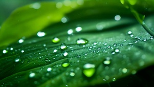 绿叶水滴微缩景观