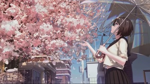 樱花落