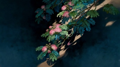 粉绒栖枝合欢花