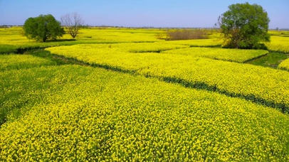 油菜花田
