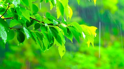 护眼清凉雨中绿叶