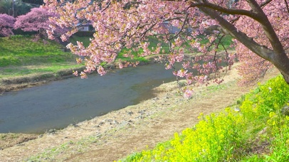 春天慢镜头下的樱花